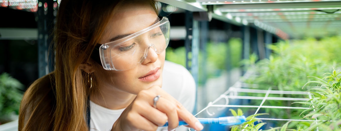 Woman inspecting cannabis plants